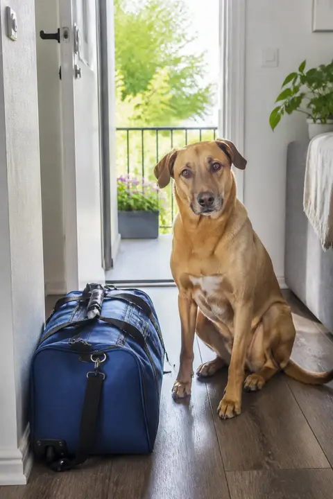 Sample still from a travel-bag video moment